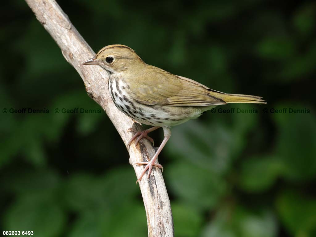 OVEN-BG_Ovenbird
