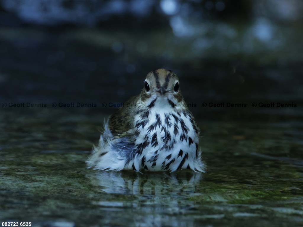 OVEN-BH_Ovenbird