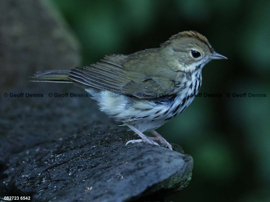 OVEN-BI_Ovenbird