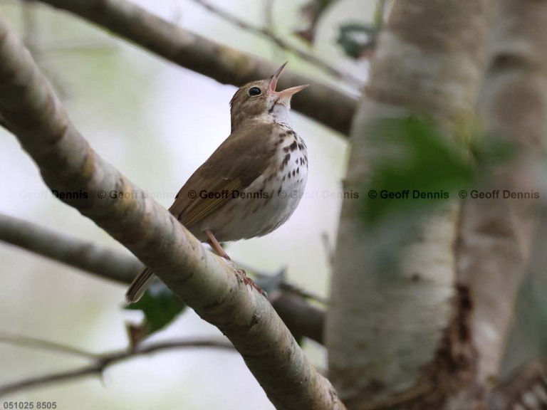 OVEN-BJ_Ovenbird
