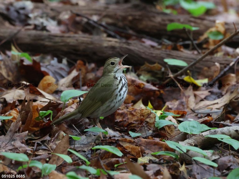 OVEN-BK_Ovenbird