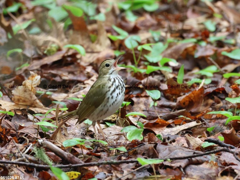 OVEN-BL_Ovenbird
