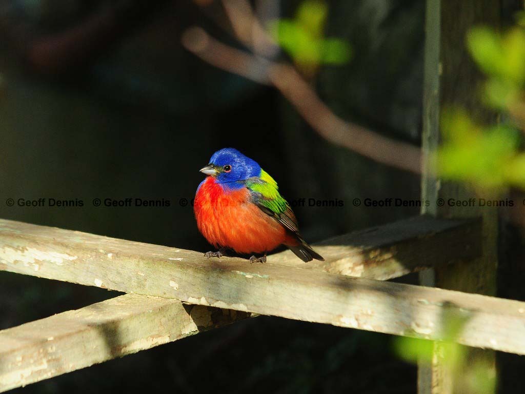 PABU-AA_Painted-Bunting