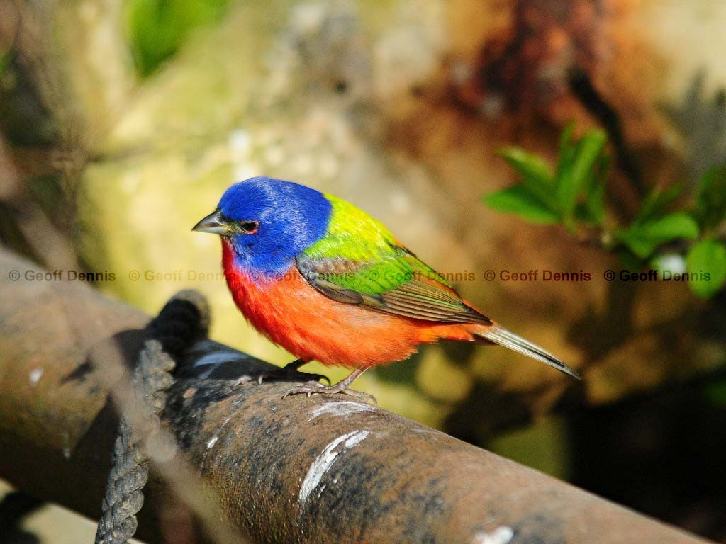 PABU-AB_Painted-Bunting