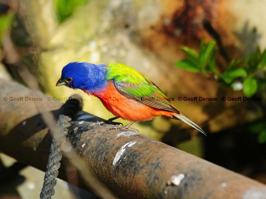 PABU-AC_Painted-Bunting