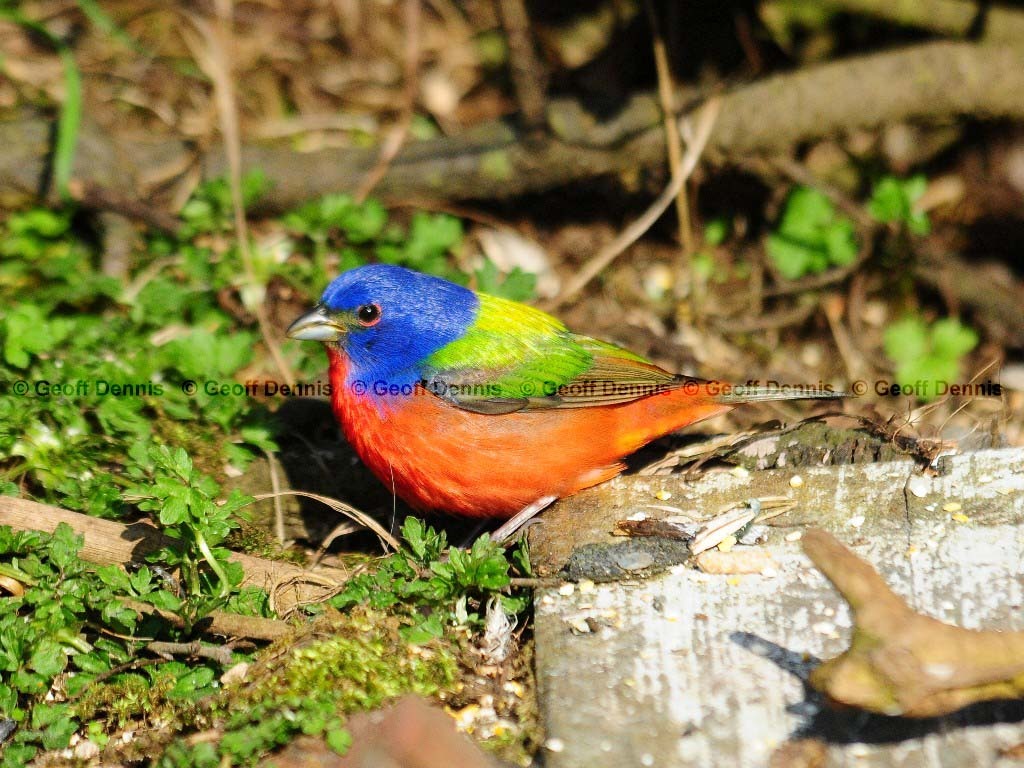 PABU-AD_Painted-Bunting