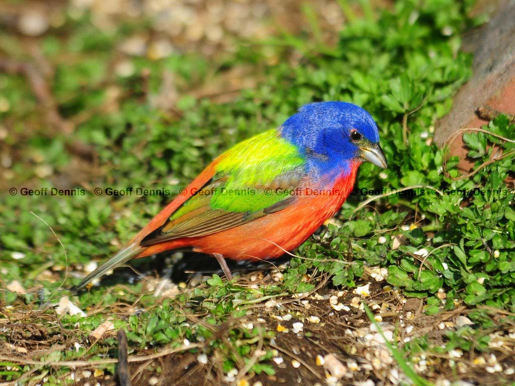 PABU-AE_Painted-Bunting