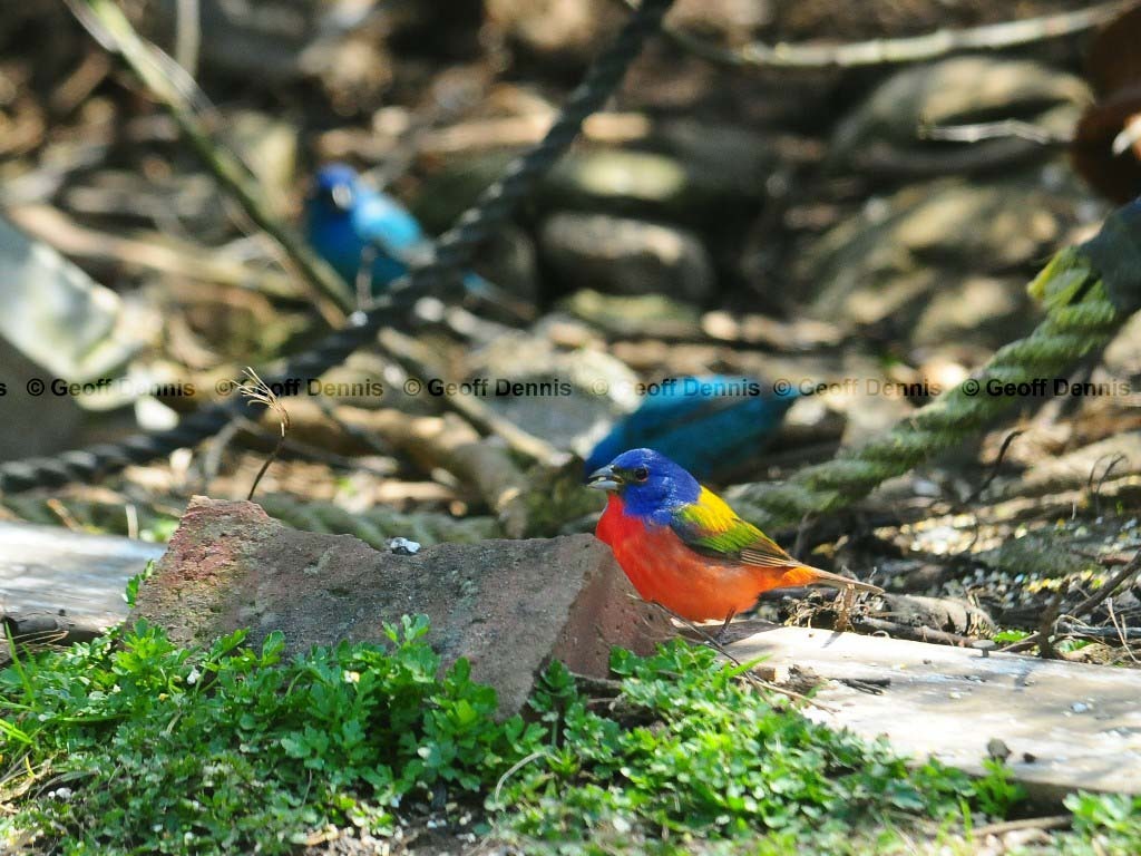 PABU-AF_Painted-Bunting