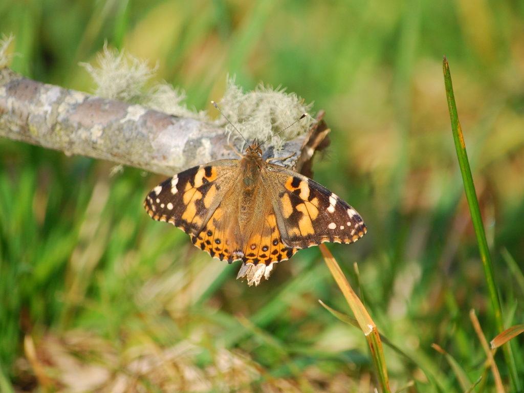 Painted-Lady-AA