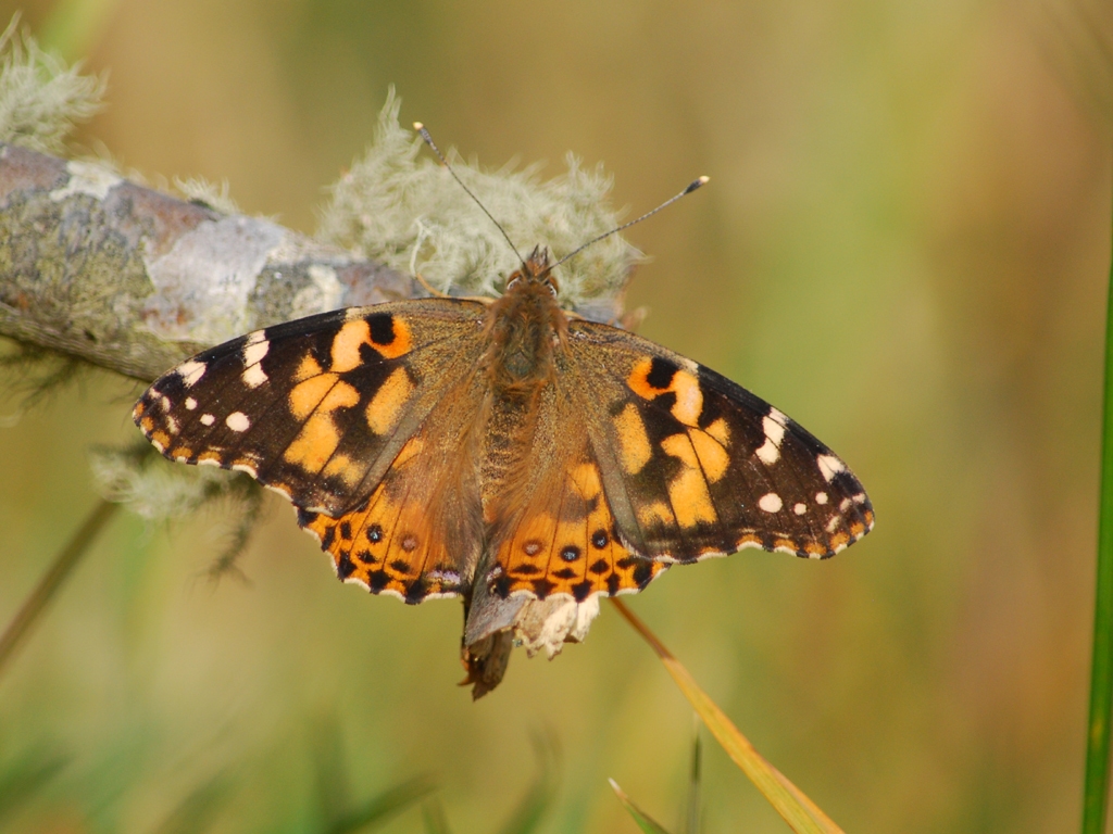 Painted-Lady-AB