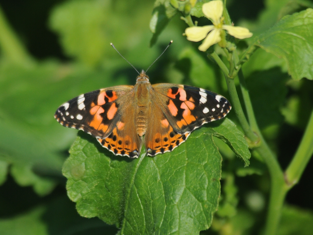 Painted-Lady-AC