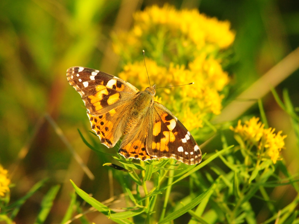 Painted-Lady-AD