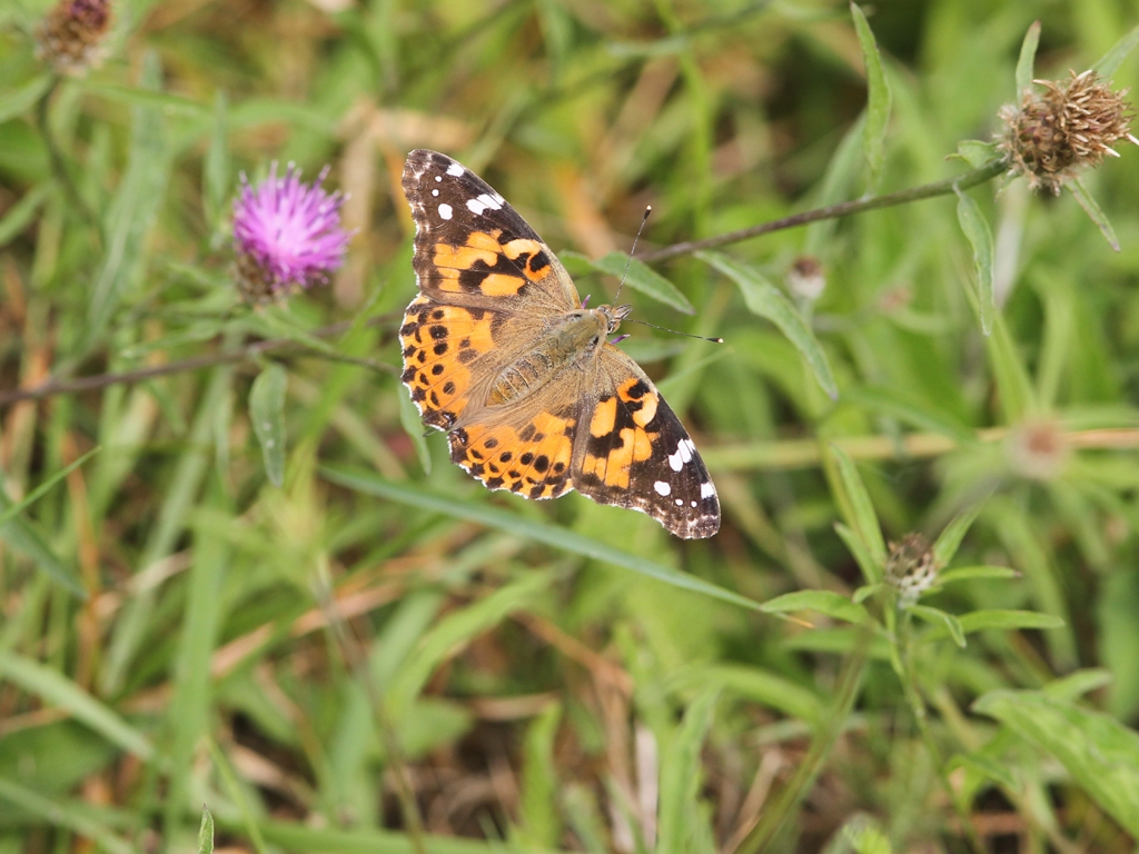 Painted-Lady-AE