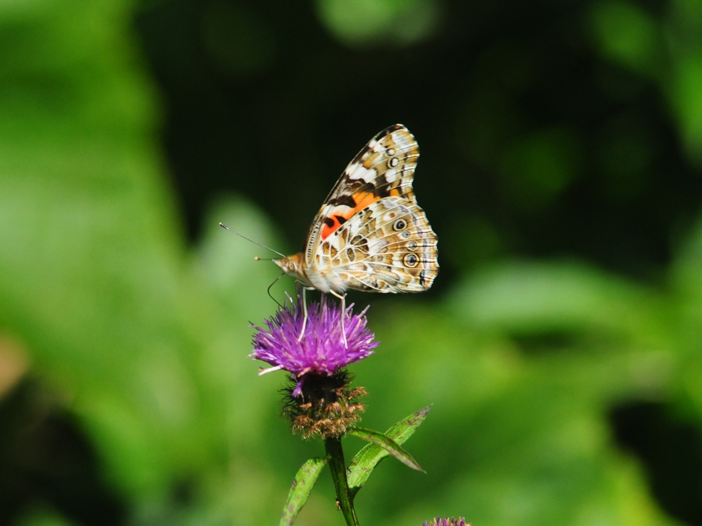 Painted-Lady-AF