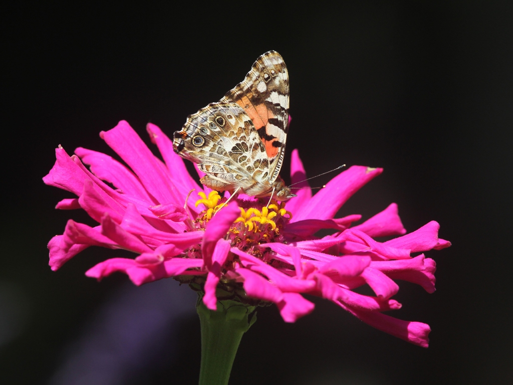 Painted-Lady-AG