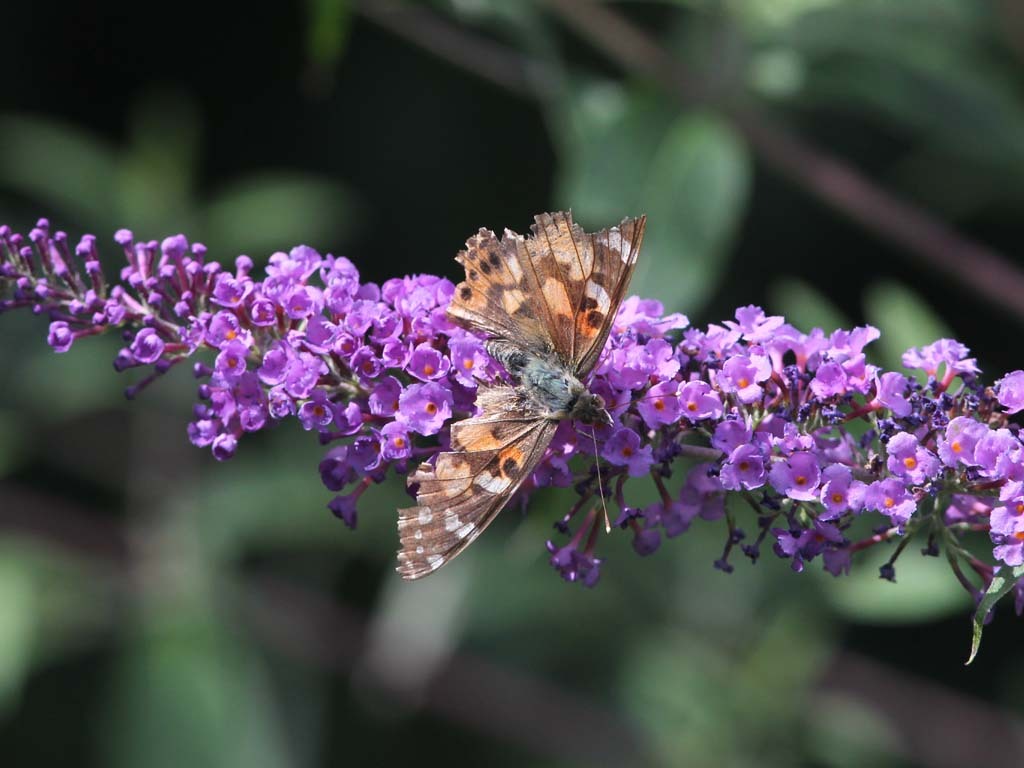 Painted-Lady-AH