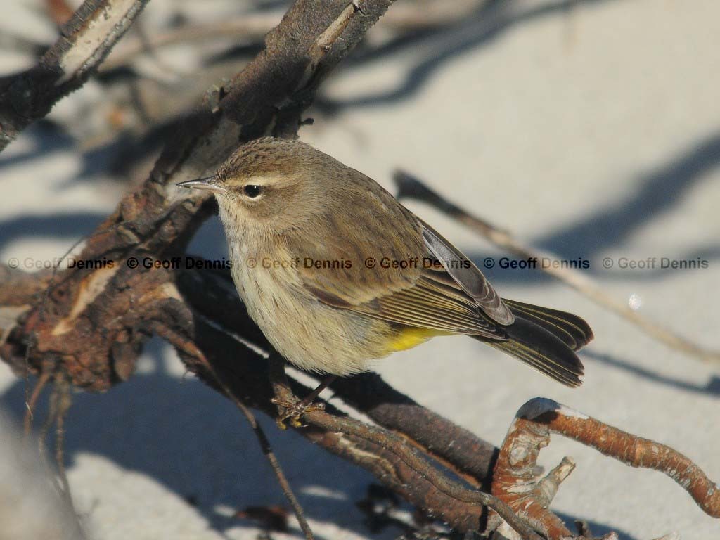 PAWA-AA_Palm-Warbler