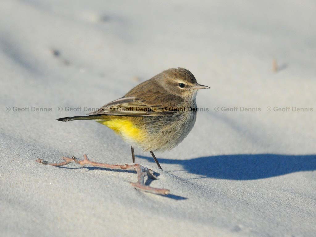 PAWA-AB_Palm-Warbler