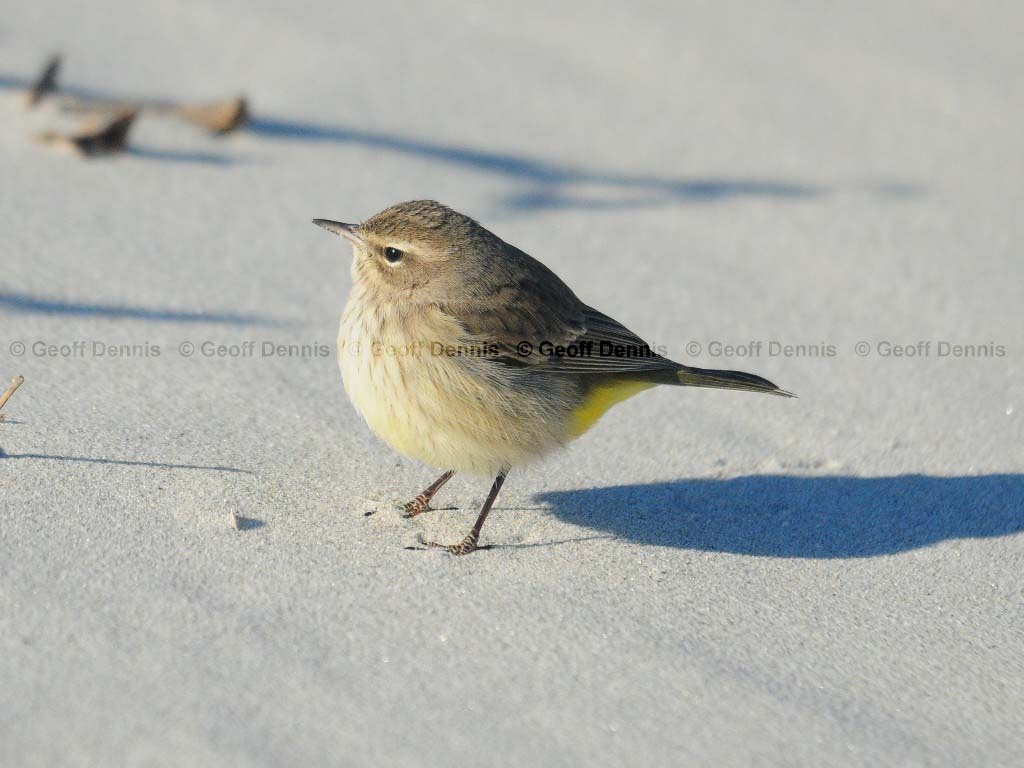 PAWA-AC_Palm-Warbler