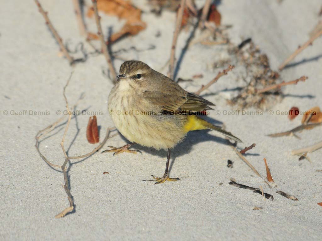 PAWA-AD_Palm-Warbler