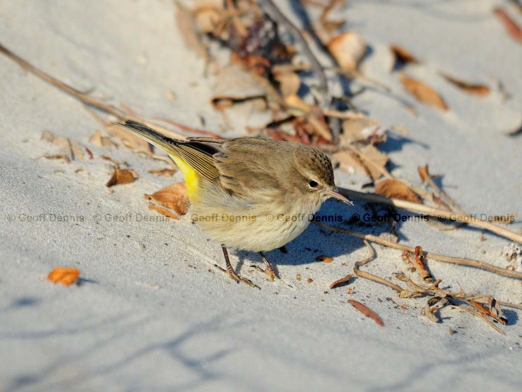 PAWA-AE_Palm-Warbler