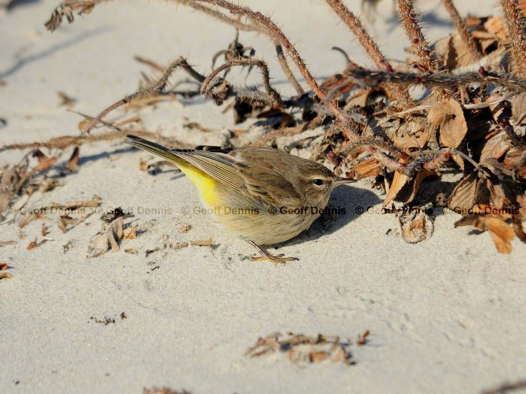 PAWA-AF_Palm-Warbler