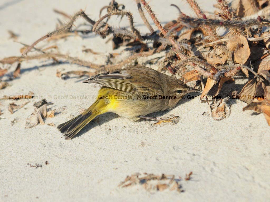 PAWA-AG_Palm-Warbler