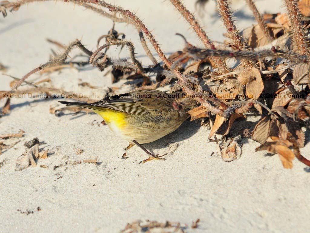 PAWA-AH_Palm-Warbler