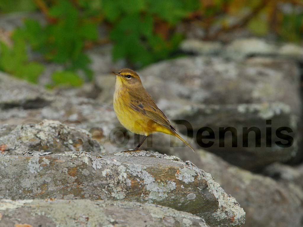 PAWA-AI_Palm-Warbler