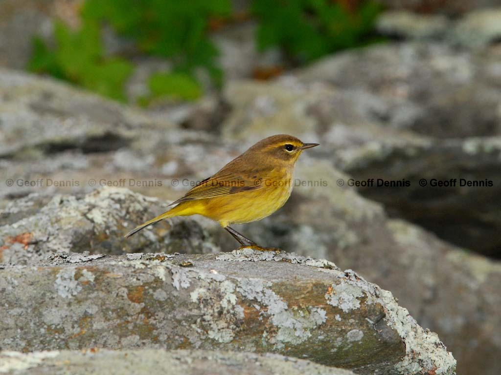 PAWA-AJ_Palm-Warbler