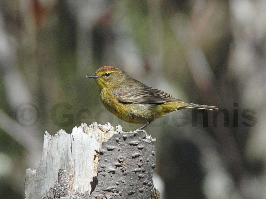 PAWA-AK_Palm-Warbler