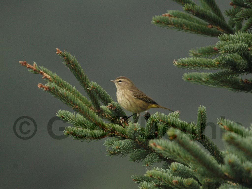 PAWA-AL_Palm-Warbler