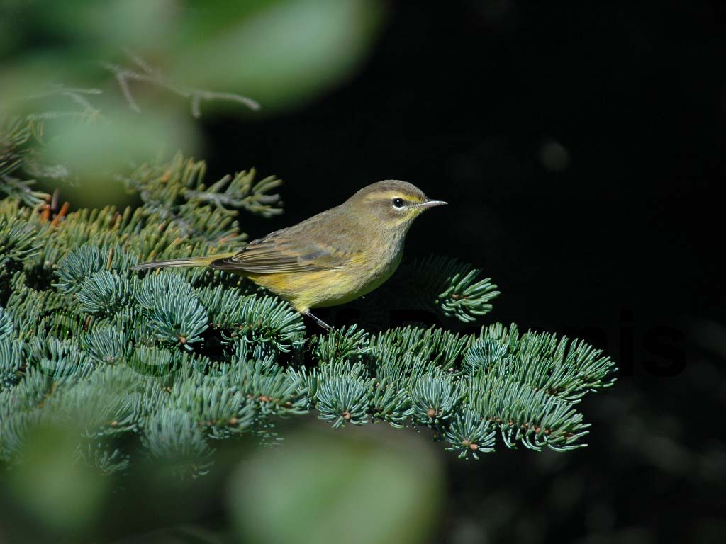 PAWA-AM_Palm-Warbler