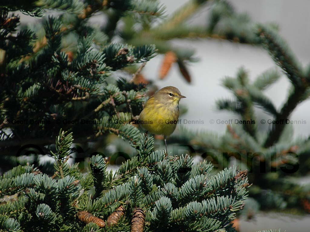 PAWA-AN_Palm-Warbler