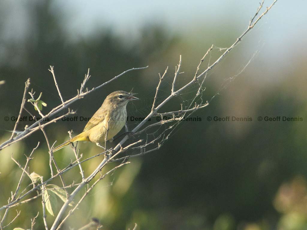PAWA-AO_Palm-Warbler