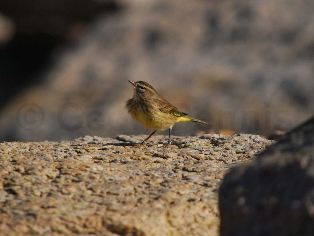 PAWA-AP_Palm-Warbler
