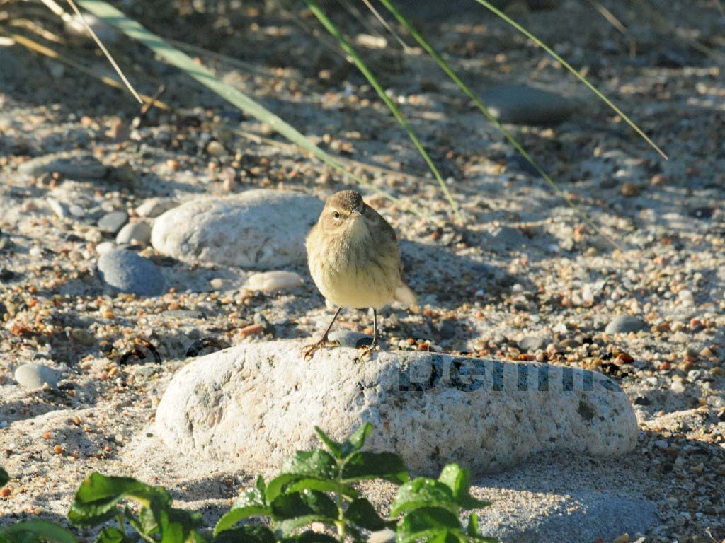 PAWA-AQ_Palm-Warbler