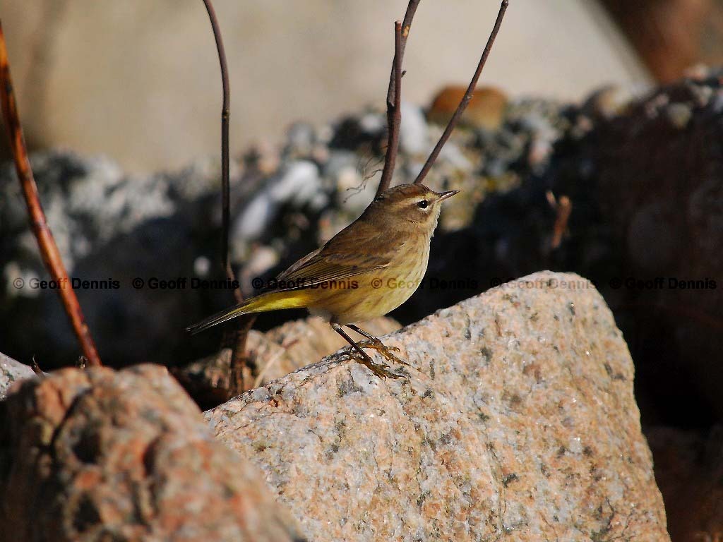 PAWA-AR_Palm-Warbler