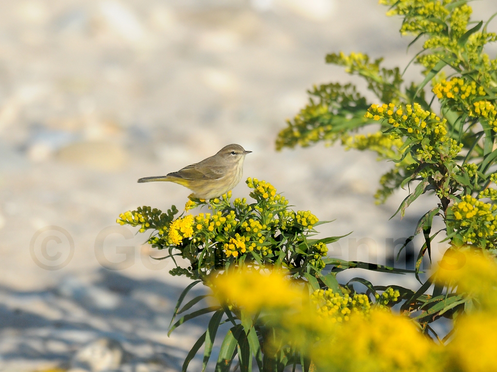 PAWA-AS_Palm-Warbler
