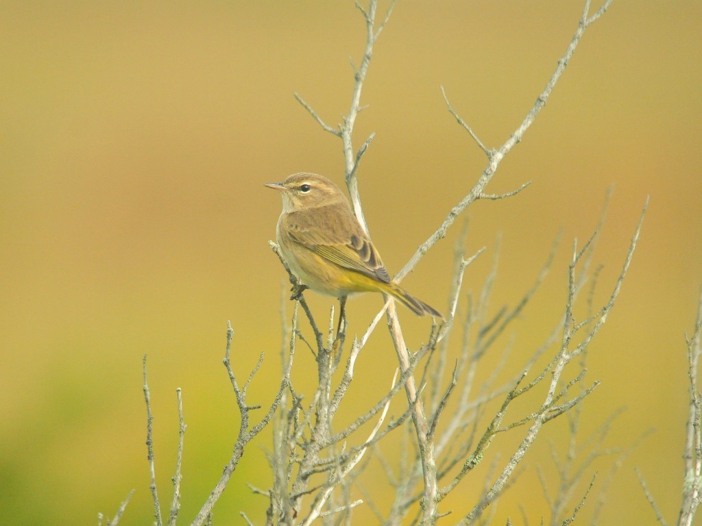 PAWA-AT_Palm-Warbler