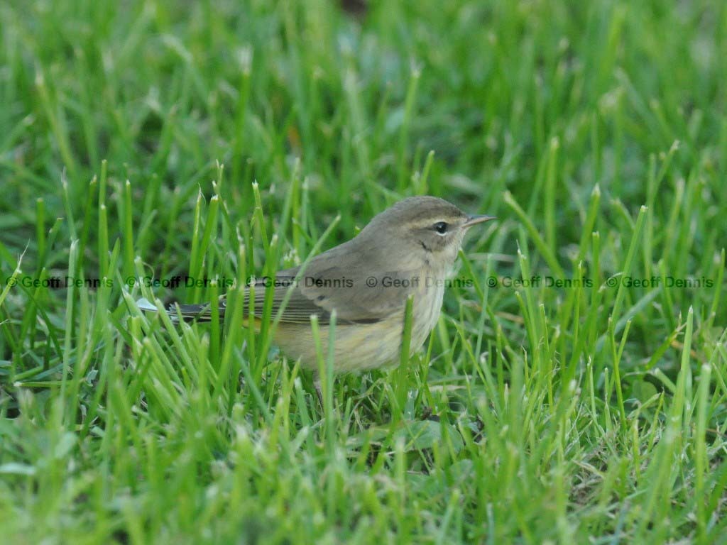 PAWA-AU_Palm-Warbler