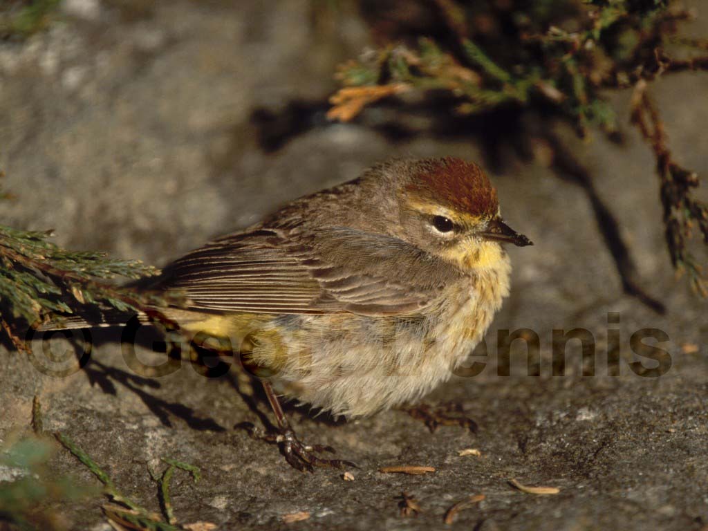 PAWA-AV_Palm-Warbler
