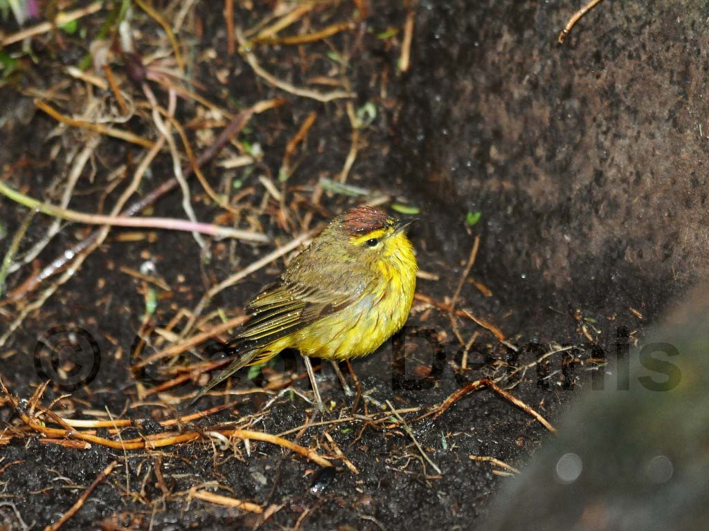 PAWA-AW_Palm-Warbler
