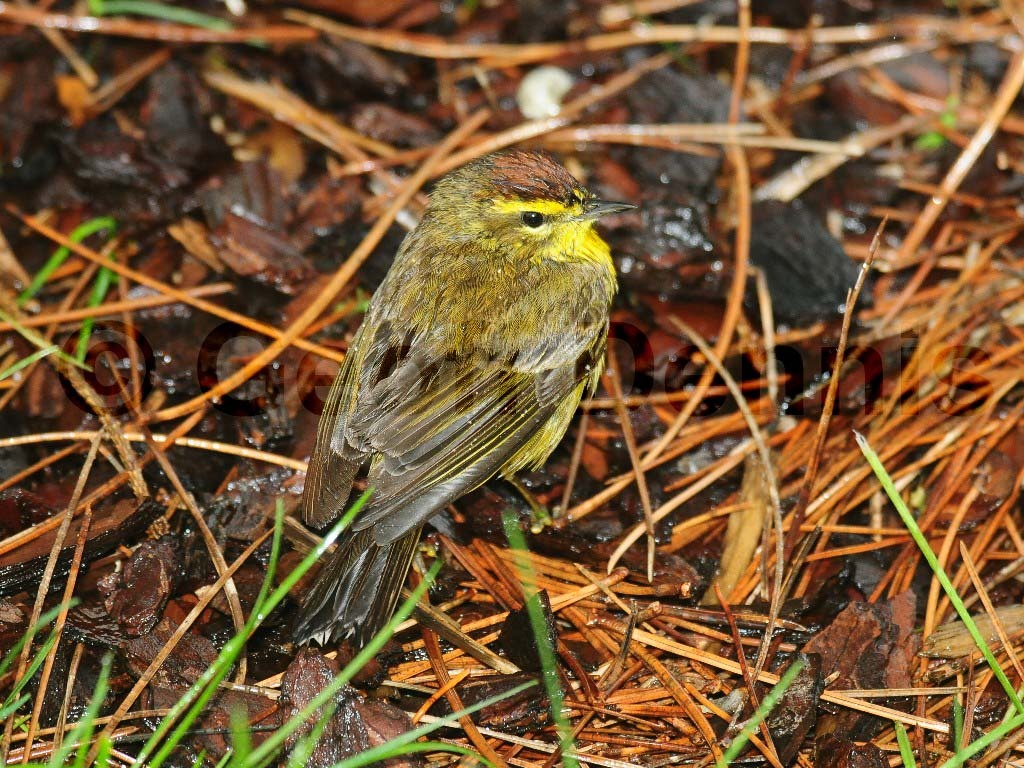 PAWA-AX_Palm-Warbler