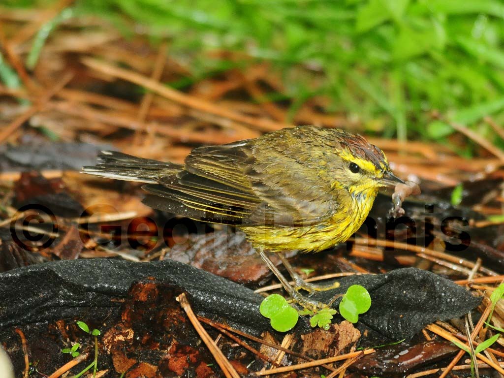 PAWA-AY_Palm-Warbler