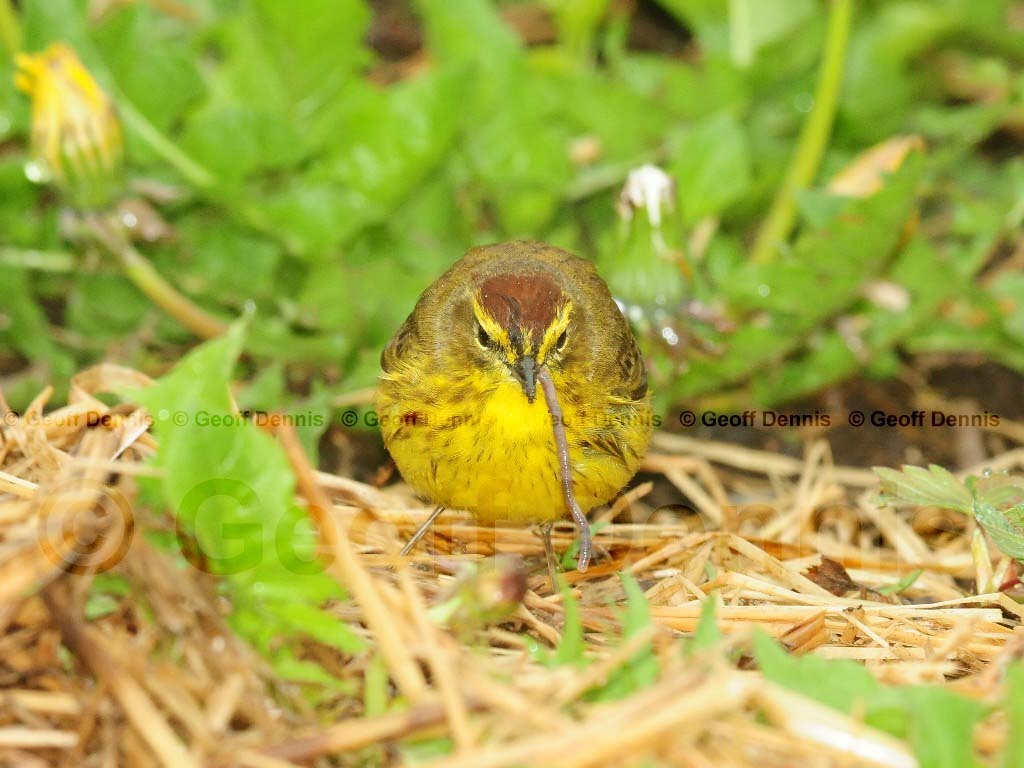 PAWA-AY_Palm-Warbler