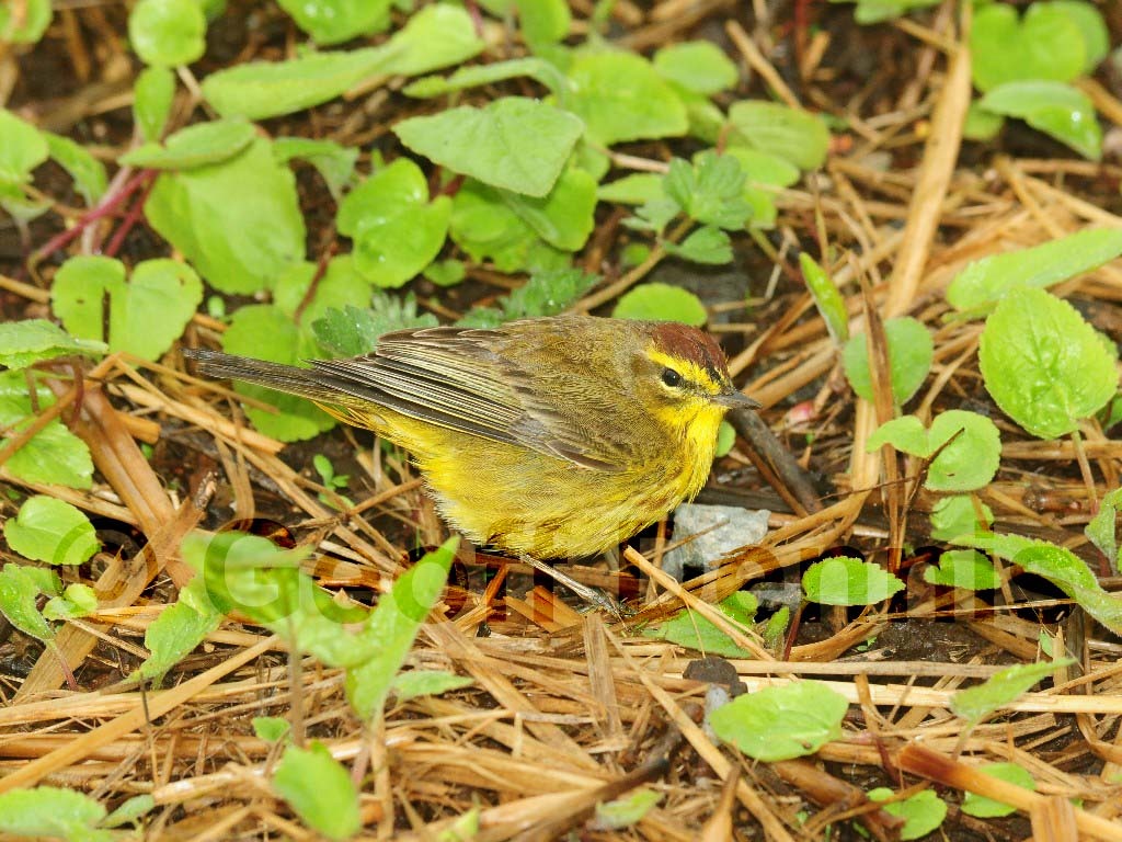 PAWA-BA_Palm-Warbler