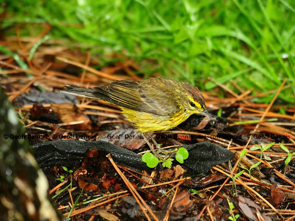 PAWA-BB_Palm-Warbler