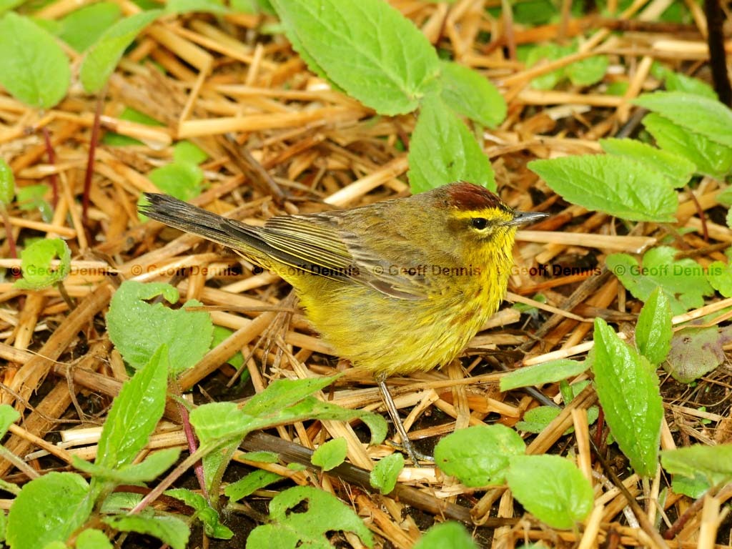 PAWA-BC_Palm-Warbler