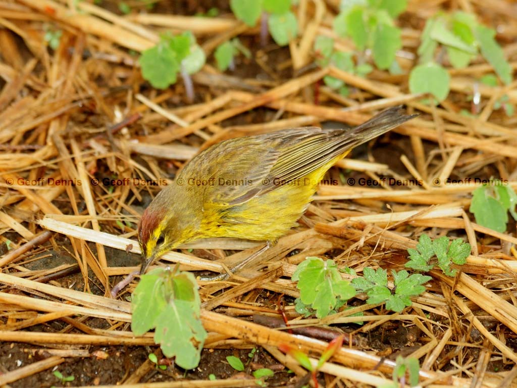 PAWA-BD_Palm-Warbler